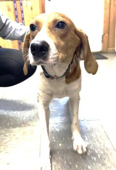 Hound Dogs Available for Adoption in Lexington, Massachusetts - Rosie | PetCurious