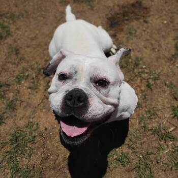Ellie Mae -  Bulldog Dog for Adoption in Salisbury, Maryland - Ellie Mae | PetCurious