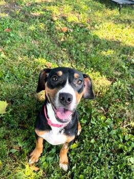 Q.T. -  Mixed Breed Dog for Adoption in Effingham, Illinois - Q.T. | PetCurious