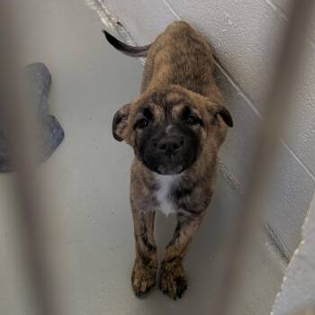 German Shepherd Dog and Mixed Breed Dogs Available for Adoption in Buchanan Dam, Texas - Pretzle | PetCurious