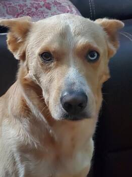 Ballew - Butter Noodles -  Husky Dog for Adoption in Marietta, Georgia - Ballew - Butter Noodles | PetCurious