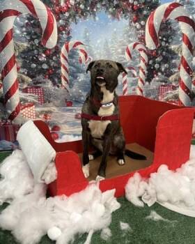 Rescue Mixed Breed Dogs for Adoption in Stanwood, Washington - Maximilian | PetCurious