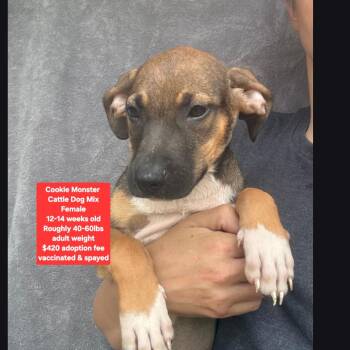 Cookie Monster -  Cattle Dog Dog for Adoption in Oviedo, Florida - Cookie Monster | PetCurious