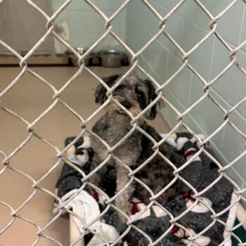 Sage -  Mixed Breed Dog for Adoption in Newark, New Jersey - Sage | PetCurious