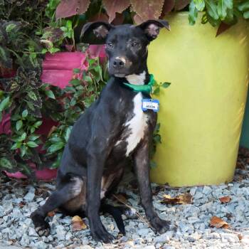 Jason -  Labrador Retriever Dog for Adoption in Wake Forest, North Carolina - Jason | PetCurious
