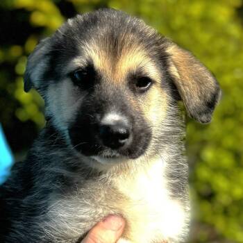Husky and Shepherd Dogs Available for Adoption in Stormville, New York - NY Pina Colada Avail May 9 (Carmel NY Fire Dept) | PetCurious