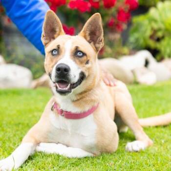 JANE -  Husky and Pit Bull Terrier Dog for Adoption in Camarillo, California - JANE | PetCurious