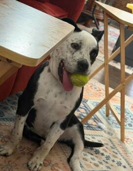Pit Bull Terrier Dogs Available for Adoption in Torrance, California - Fidget | PetCurious