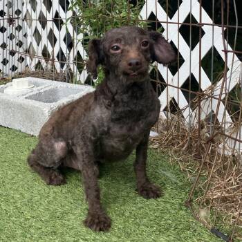 Poodle Dogs Available for Adoption - Charlie 4799 | PetCurious