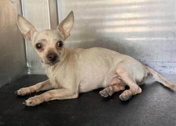 CJ -  Chihuahua Dog for Adoption in San Antonio, Texas - CJ | PetCurious