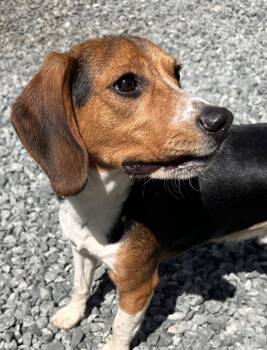 Beagle Dogs Available for Adoption in Thomasville, North Carolina - Ranger Beagle | PetCurious