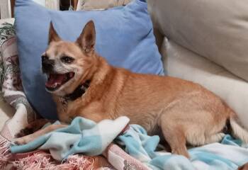 Indy -  Chihuahua Dog for Adoption in Albuquerque, New Mexico - Indy | PetCurious