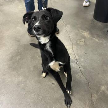 Duke -  Border Collie Dog for Adoption in Tampa, Florida - Duke | PetCurious
