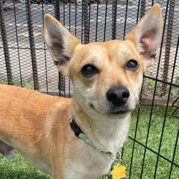 Cutie Pie -  Chihuahua and Mixed Breed Dog for Adoption in San Francisco, California - Cutie Pie | PetCurious