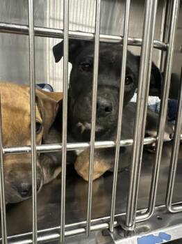 American Staffordshire Terrier and Siberian Husky Dogs Available for Adoption in Indianapolis, Indiana - LILLIANA | PetCurious