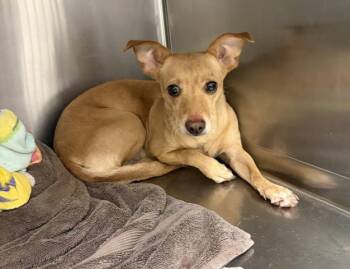 PUMPKIN -  Chihuahua and Mixed Breed Dog for Adoption in Thousand Palms, California - PUMPKIN | PetCurious