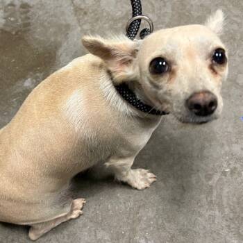 Rescue Chihuahua Dogs for Adoption in Yuma, Arizona - Honey | PetCurious