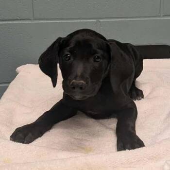 Mercury -  Labrador Retriever and Mixed Breed Dog for Adoption in Kansas City, Missouri - Mercury | PetCurious