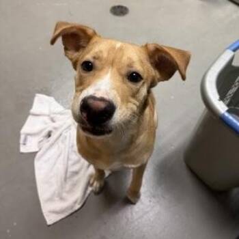Mixed Breed Dogs Available for Adoption in Bellingham, Washington - Kevin | PetCurious