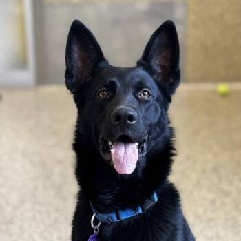 German Shepherd Dog and Mixed Breed Dogs Available for Adoption in Merriam, Kansas - Gunner | PetCurious