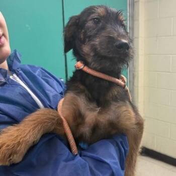German Shepherd Dog Dogs Available for Adoption in Philadelphia, Pennsylvania - Bran | PetCurious