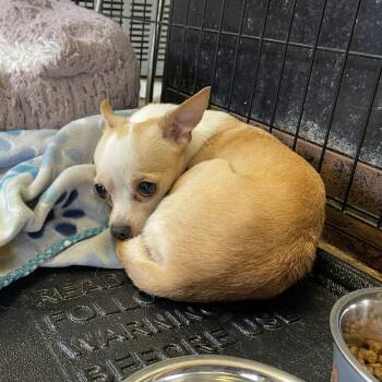 Cricket -  Chihuahua Dog for Adoption in Hoquiam, Washington - Cricket | PetCurious