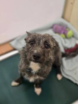 Terrier Dogs Available for Adoption in Kennewick, Washington - Timothy | PetCurious