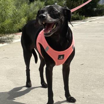 Isaac -  Chihuahua and Dachshund Dog for Adoption - Isaac | PetCurious