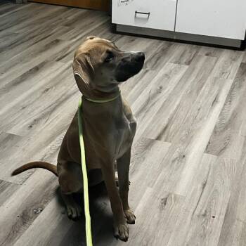 Blythe -  Shepherd and Mixed Breed Dog for Adoption in St. Louis, Missouri - Blythe | PetCurious