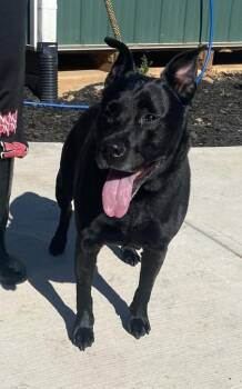 Asia -  Mixed Breed Dog for Adoption in Chamblee, Georgia - Asia | PetCurious