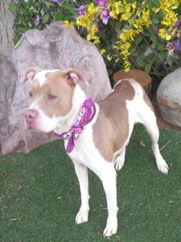 Pit Bull Terrier and Mixed Breed Dogs Available for Adoption - DELILAH | PetCurious