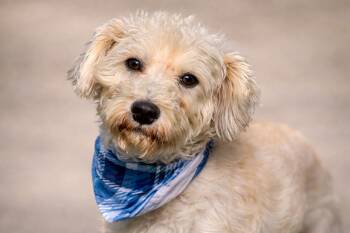 Schnauzer Dogs Available for Adoption - Draco - The Sweetest Boy | PetCurious