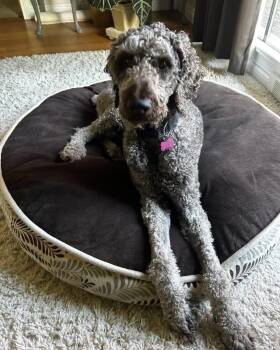 Ringo -  Poodle Dog for Adoption - Ringo | PetCurious