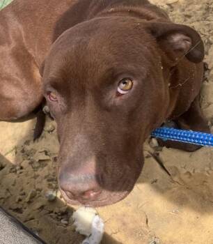 Mixed Breed Dogs Available for Adoption - CROCRETA | PetCurious