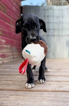 Julia -  Great Dane and Mixed Breed Dog for Adoption in Severance, Colorado - Julia | PetCurious