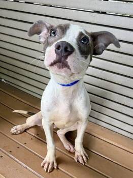 Poppy -  Pit Bull Terrier and Mixed Breed Dog for Adoption in New Orleans, Louisiana - Poppy | PetCurious
