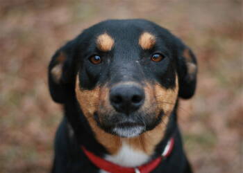 Rescue Greater Swiss Mountain Dog and Labrador Retriever Dogs for Adoption in Attalla, Alabama - Bubbles | PetCurious