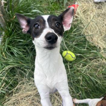 Terrier Dogs Available for Adoption - Nichole | PetCurious