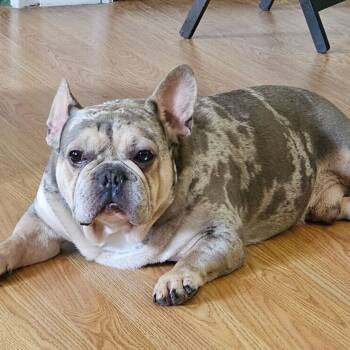Rescue French Bulldog Dogs for Adoption - Speck | PetCurious