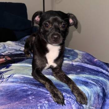 Kane -  Chihuahua Dog for Adoption in Atlanta, Georgia - Kane | PetCurious