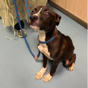 Fenway -  Australian Shepherd and Mixed Breed Dog for Adoption in New York, New York - Fenway | PetCurious