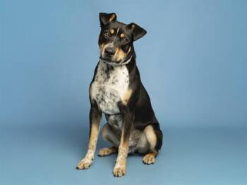 Australian Cattle Dog Blue Heeler and Mixed Breed Dogs Available for Adoption in Phoenix, Arizona - RICARDO | PetCurious