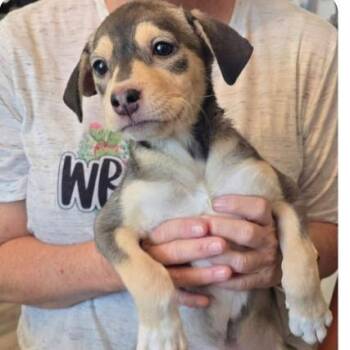 Catahoula Leopard Dog Dogs Available for Adoption in Parker, Colorado - 503 (2026) Molly | PetCurious