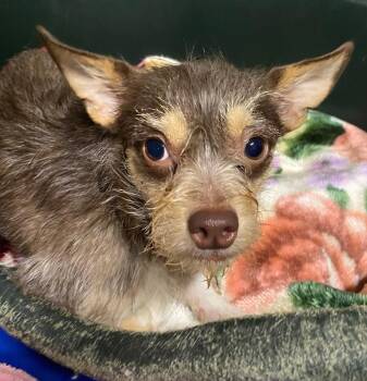 Terrier Dogs Available for Adoption - Chewy | PetCurious