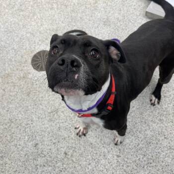 Mixed Breed Dogs Available for Adoption - Squiggles | PetCurious