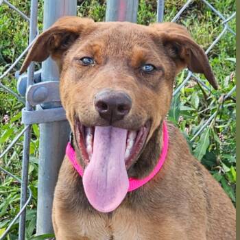 Rescue Chocolate Labrador Retriever Dogs for Adoption in Grinnell, Iowa - Botticelli | PetCurious