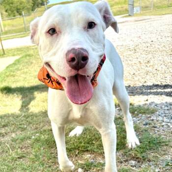 Bless -  Pit Bull Terrier and Mixed Breed Dog for Adoption in Tulsa, Oklahoma - Bless | PetCurious