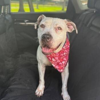 Cassie Spotted Sweetness -  Pit Bull Terrier and American Staffordshire Terrier Dog for Adoption in Friendswood, Texas - Cassie Spotted Sweetness | PetCurious
