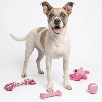 Dutchess -  Mixed Breed Dog for Adoption in Seguin, Texas - Dutchess | PetCurious