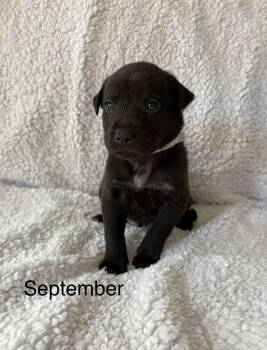 September- Mama August Calendar Crew -  Labrador Retriever and Pit Bull Terrier Dog for Adoption in Carmel Hamlet, New York - September- Mama August Calendar Crew | PetCurious
